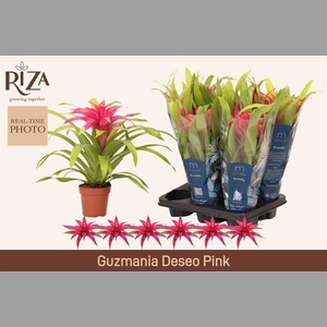 GUZM DESEO PINK