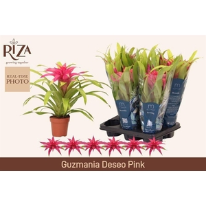 GUZM DESEO PINK