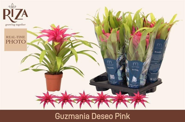 <h4>GUZM DESEO PINK</h4>