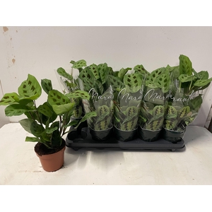 Maranta leuconeura 'Kerchoveana'
