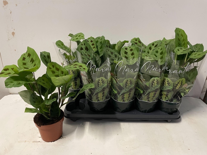 <h4>Maranta leuconeura 'Kerchoveana'</h4>