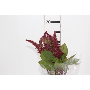 AMARANTHUS D. VINHO 060 CM VINHO