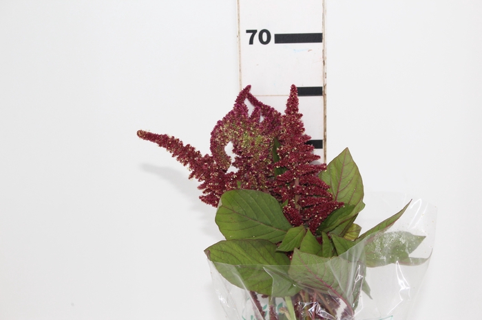 <h4>AMARANTHUS D. VINHO 060 CM VINHO</h4>