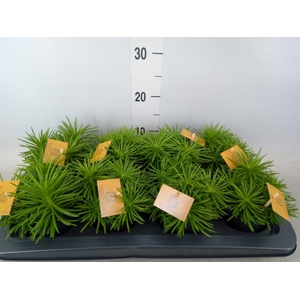 Senecio archeri 'Himalaya'