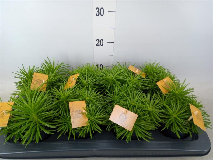 <h4>Senecio archeri 'Himalaya'</h4>