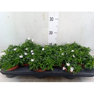 Lobelia erin. 'LagunTrail White'