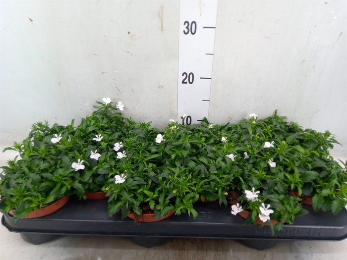 <h4>Lobelia erin. 'LagunTrail White'</h4>