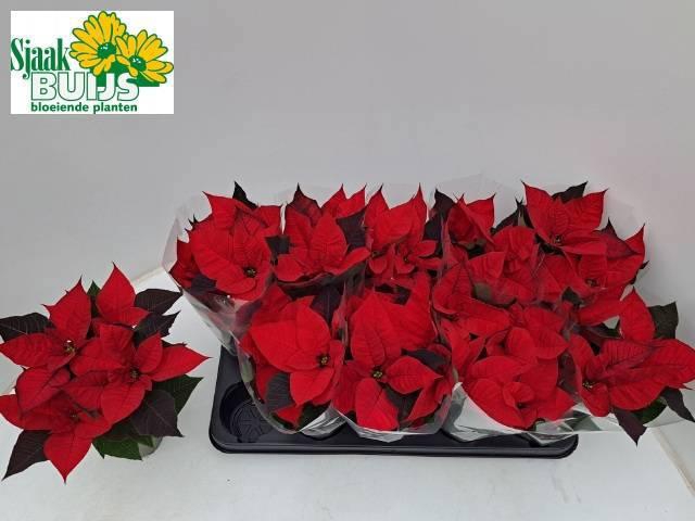 <h4>EUPHOR P CHR UNIVERS</h4>