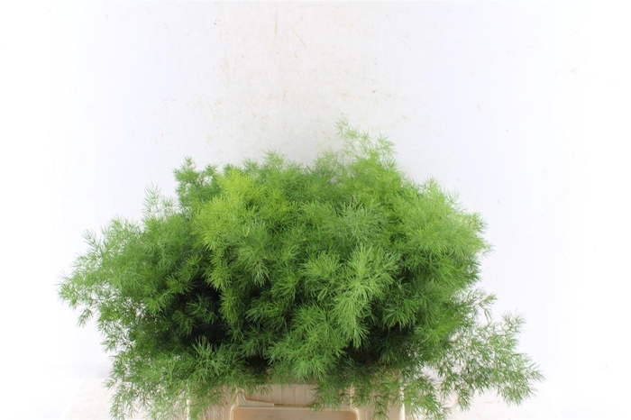 <h4>Asp Umbellatus</h4>