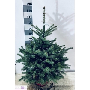 PICEA PUNGENS OV