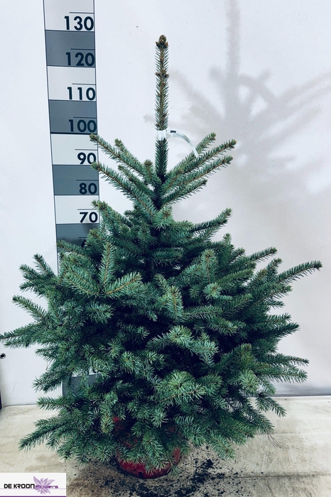 <h4>PICEA PUNGENS OV</h4>