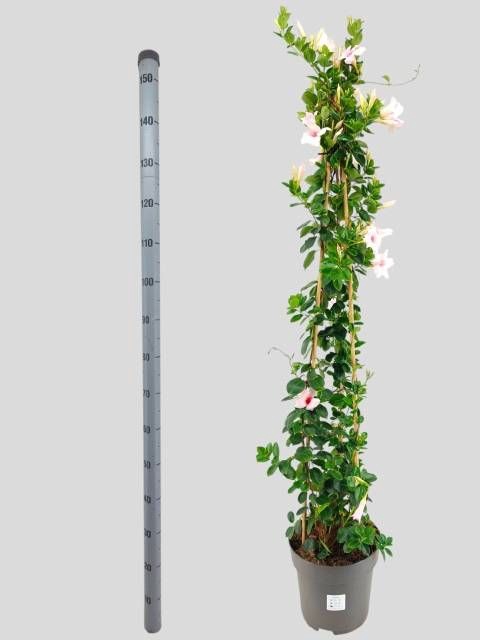 <h4>MANDE SUN CR PINK</h4>