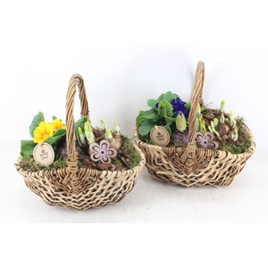 arr4 Primula PL - Tasmand x4