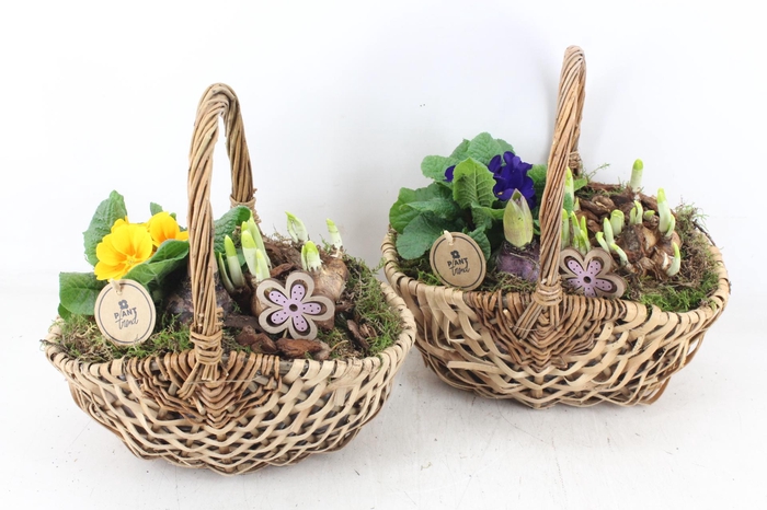 <h4>arr4 Primula PL - Tasmand x4</h4>