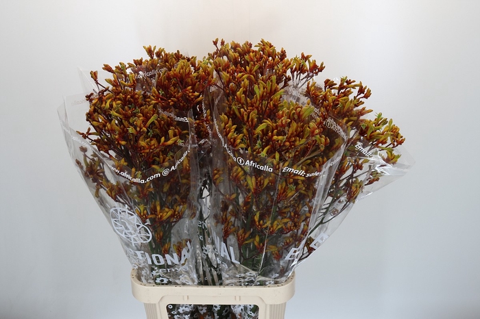 <h4>Anigozanthos Gold Fever</h4>