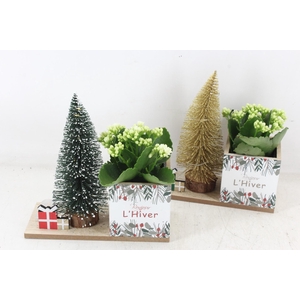 arr3 RN - Lovely light mix