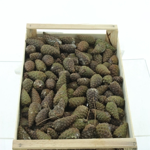 Pine Cone X150