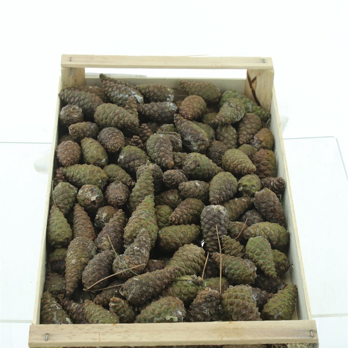 <h4>Pine Cone X150</h4>