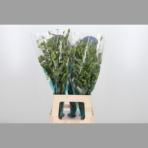 Chasmanthium Latifol