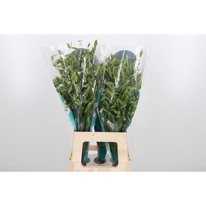 Chasmanthium Latifol