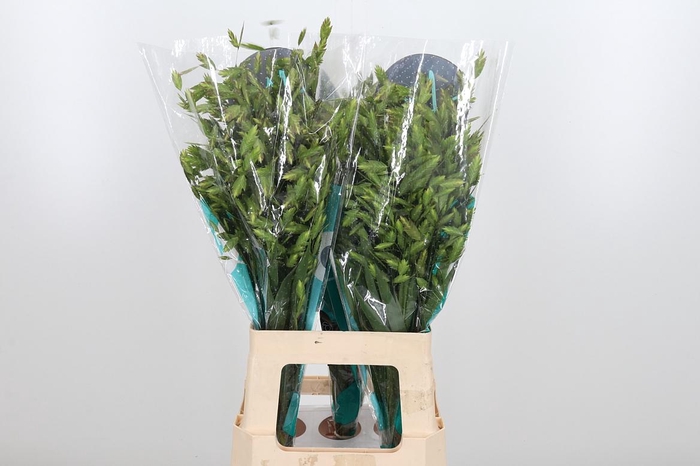 <h4>Chasmanthium Latifol</h4>