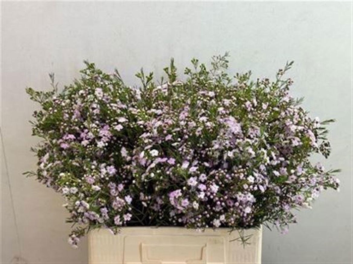 <h4>CHAME UN DANC QUEEN</h4>