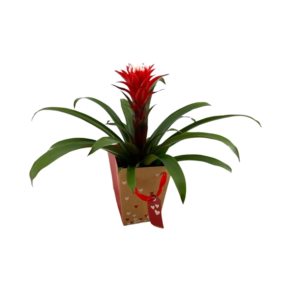 <h4>Guzmania Hope in Hartentasje</h4>