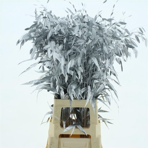 Chasmantium Klb Zilver