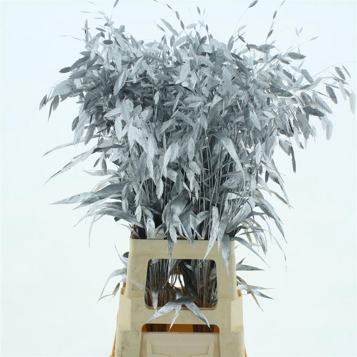 <h4>Chasmantium Klb Zilver</h4>