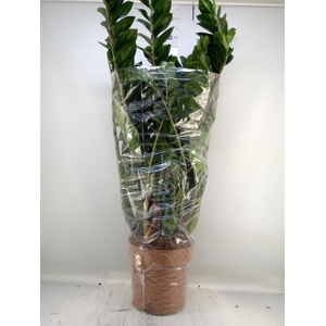 Zamioculcas zamiifolia