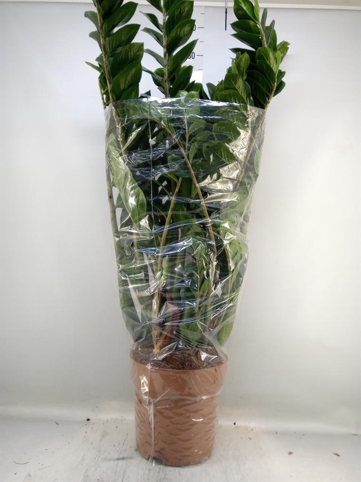 <h4>Zamioculcas zamiifolia</h4>