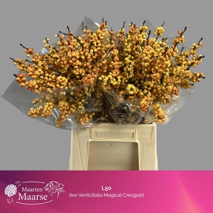 ILEX VE MAG CRESGOLD