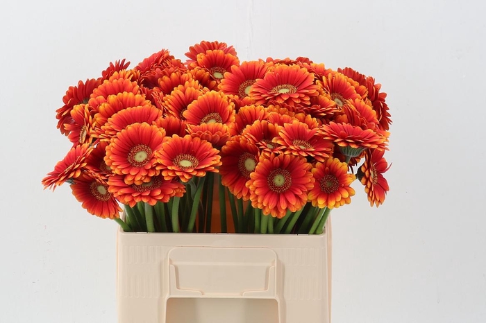 <h4>Ge Mi Juanita</h4>