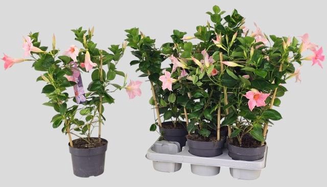 <h4>MANDE SUN CR PINK</h4>