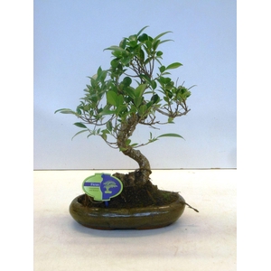 Ficus retusa, 24cm., shape, without drip tray