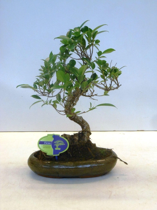 <h4>Ficus retusa, 24cm., shape, without drip tray</h4>