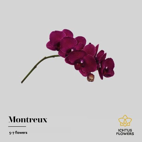 <h4>Phalaenopsis Montreux 5-7</h4>