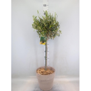 Arr.   Tuinplanten H%