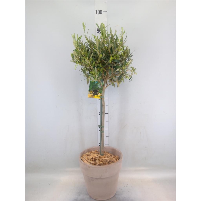 <h4>Arr.   Tuinplanten H%</h4>