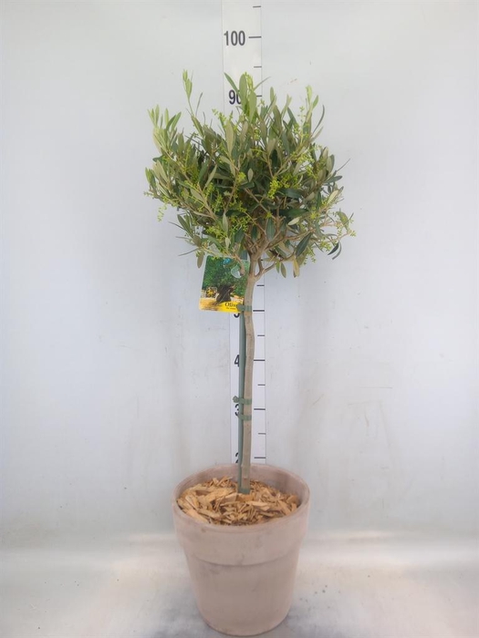 <h4>Arr.   Tuinplanten H%</h4>