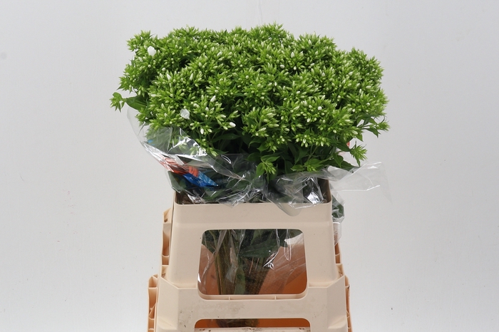 <h4>Phlox P Whitecap</h4>