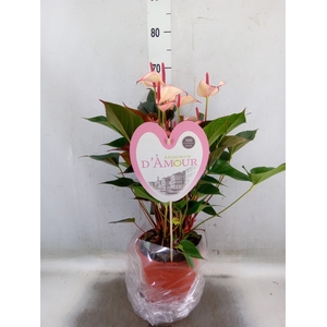 Anthurium  'Pr. Amalia Hot Lips''