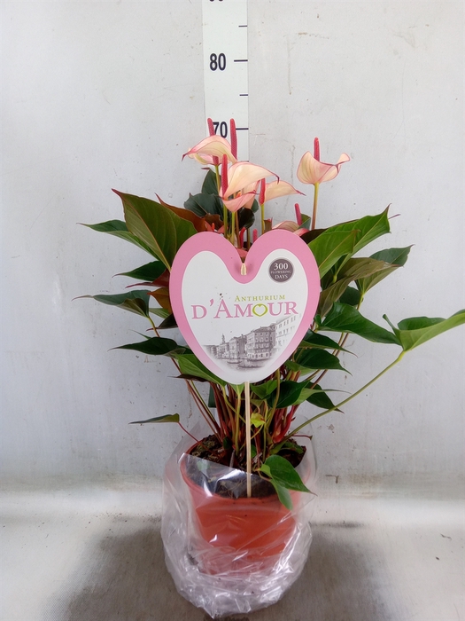<h4>Anthurium  'Pr. Amalia Hot Lips''</h4>