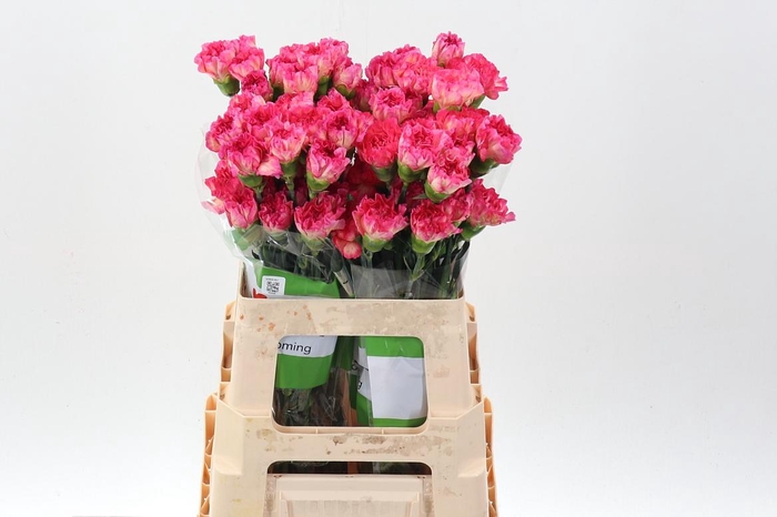 <h4>Di St Spritz Arancio 60cm</h4>