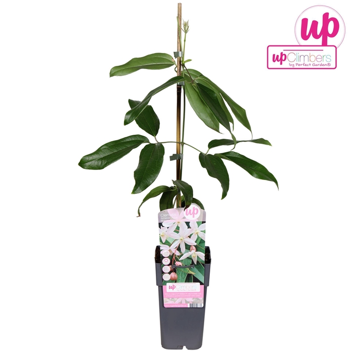 <h4>Clematis armandii Apple Blossom</h4>