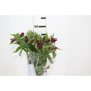 ALSTROEMERIA POMPEII 080 CM