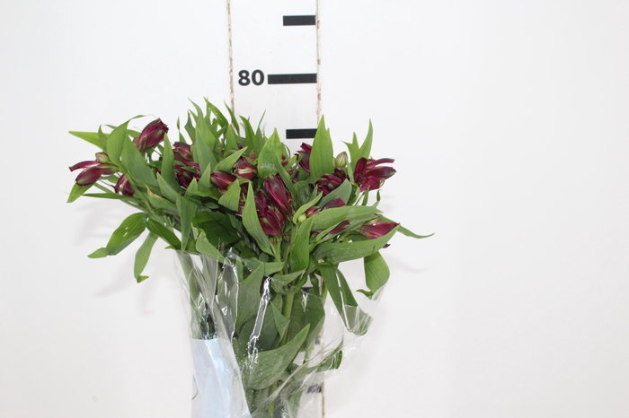 <h4>ALSTROEMERIA POMPEII 080 CM</h4>