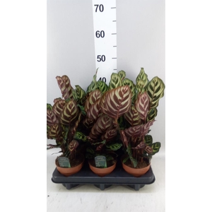 Calathea makoyana