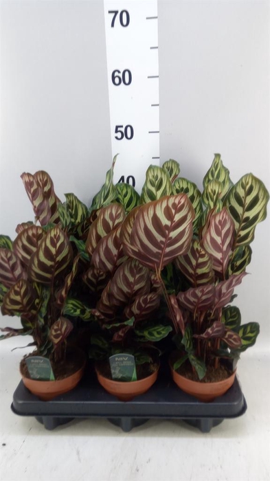 <h4>Calathea makoyana</h4>