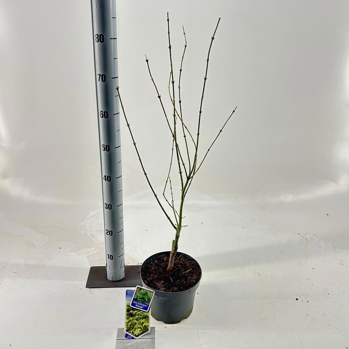 Acer palmatum Aoyagi